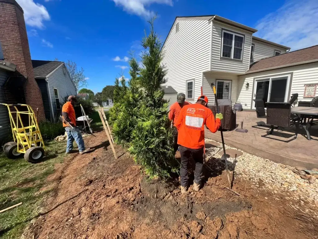 Tree Planting Service Near Me