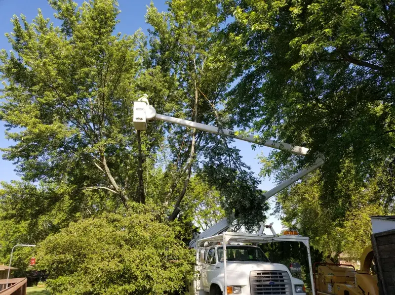 Tree Planting Service Near Me