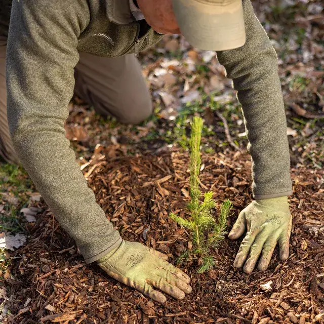 Tree Planting Services Near Me