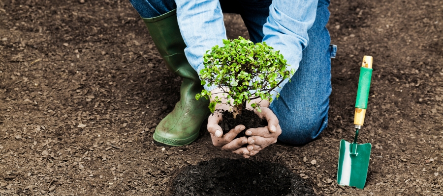 Tree Planting Services Near Me