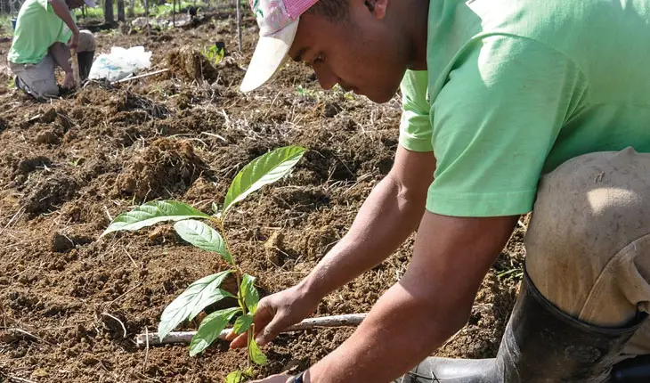 Tree Planting Services Near Me – Professional Tree Installation by Lagunas Landscape